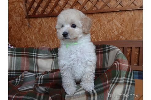 成約済の宮城県のトイプードル-156830の1枚目